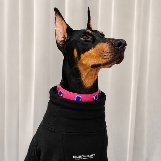Doberman wearing a pink dog collar with blue rhinestone dog collar charms and luxury bling pet accessories