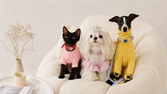 5 Cute Dog Collar Charm Ideas for Stylish Pets