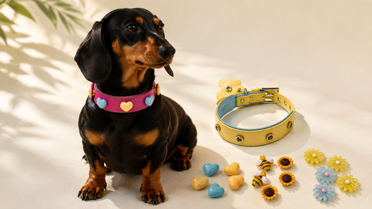 How to Style Your Dachshund: Cute Collar Ideas for Every Personality