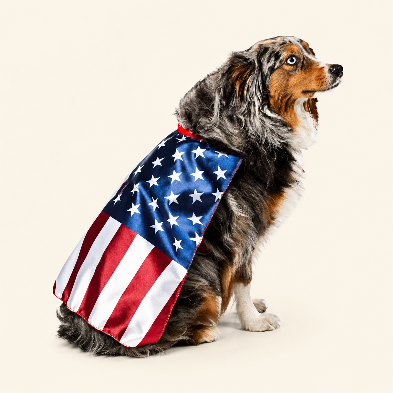 Dog wearing patriotic American flag cape for 4th of July celebrations