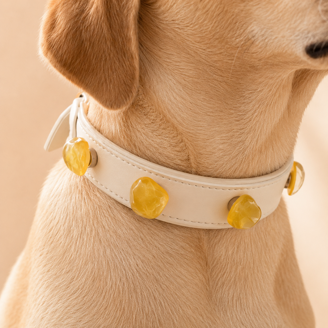 close-up of a dog wearing a white vegan leather dog collar with amber yellow resin gemstone-style charms, aesthetic pet collar styling for small to medium dogs