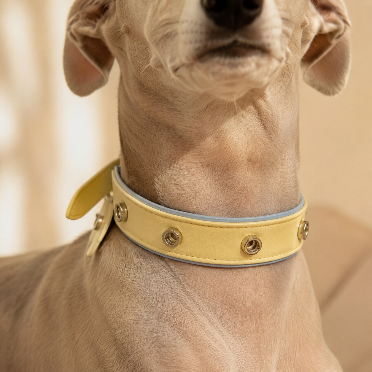 Butter Sky adjustable dog collar with metal snap-on charm ports worn on a real dog, designed as part of PETIRIA interchangeable pet collar system for customizable daily walks and pet styling.