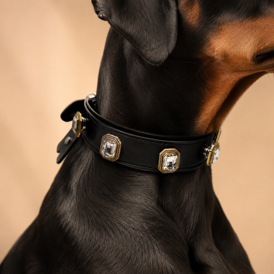 Doberman Pinscher wearing black leather dog collar with gold framed crystal snap-on gems, luxury pet accessory for large breed dogs