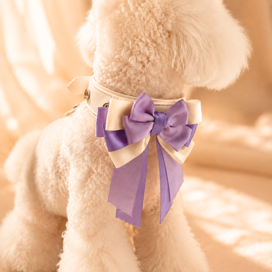 Small dog wearing a purple satin bow dog collar charm on a white Petiria collar, paired with a pink dog dress
