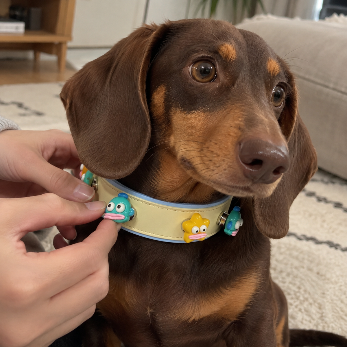 Cute fish dog collar charm being snapped onto a Petiria interchangeable charm collar worn by a dachshund