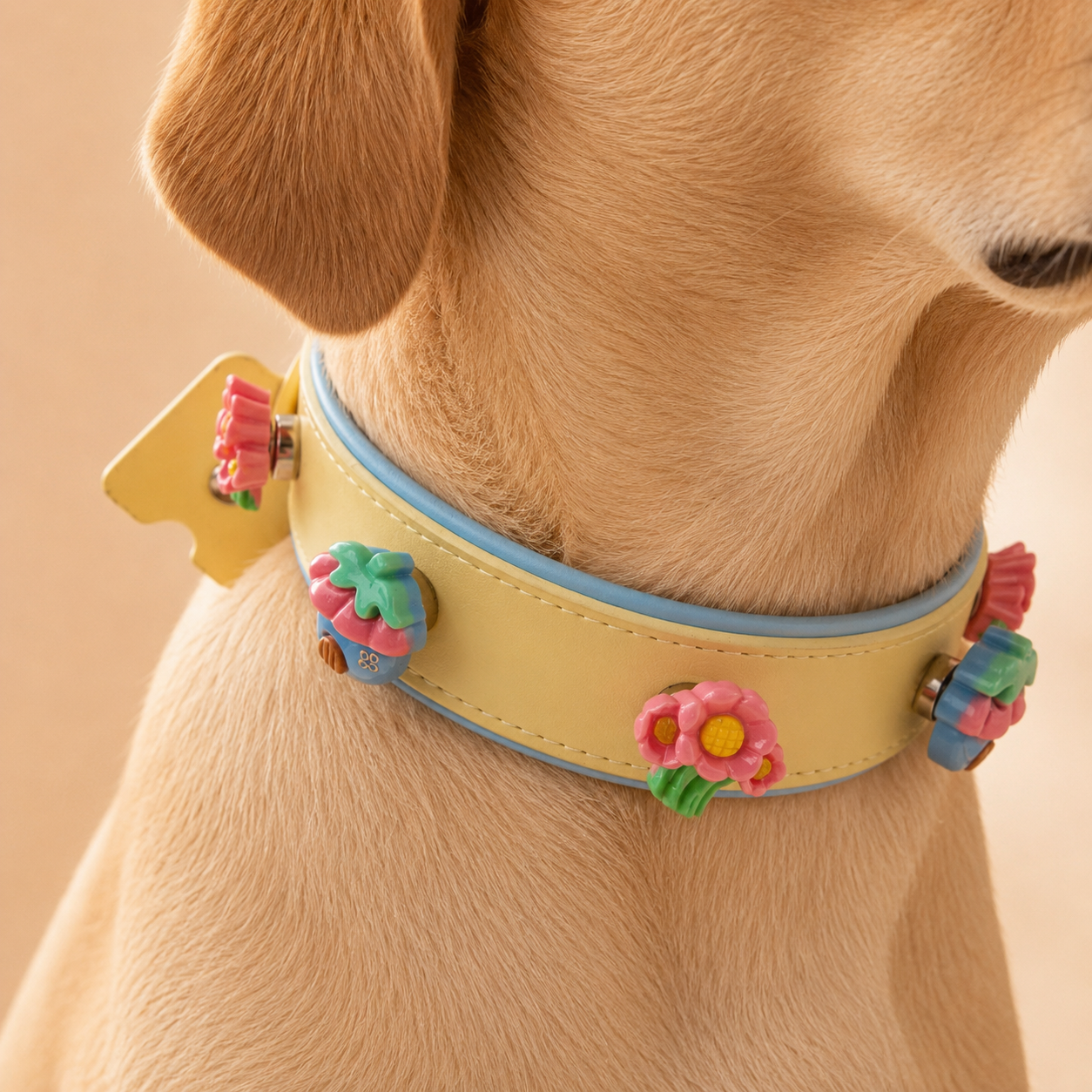 Dog wearing pastel yellow leather collar with colorful floral snap-on charms, close-up pet accessory styling shot