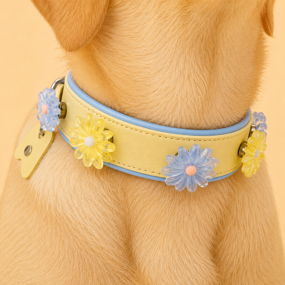 Dog wearing a yellow PETIRIA collar styled with blue and yellow flower dog collar charms