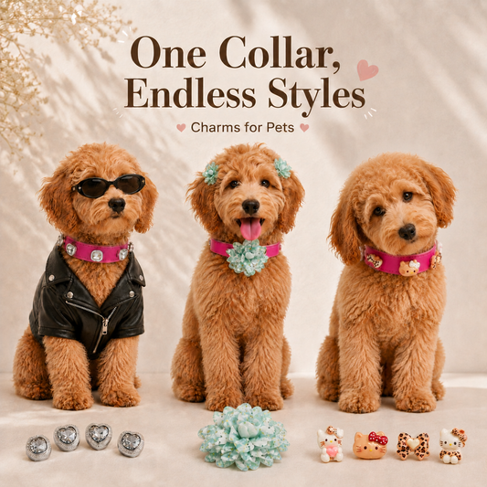 Three dogs wearing PETIRIA interchangeable dog collars styled with different removable charms, showing one collar with endless style options.