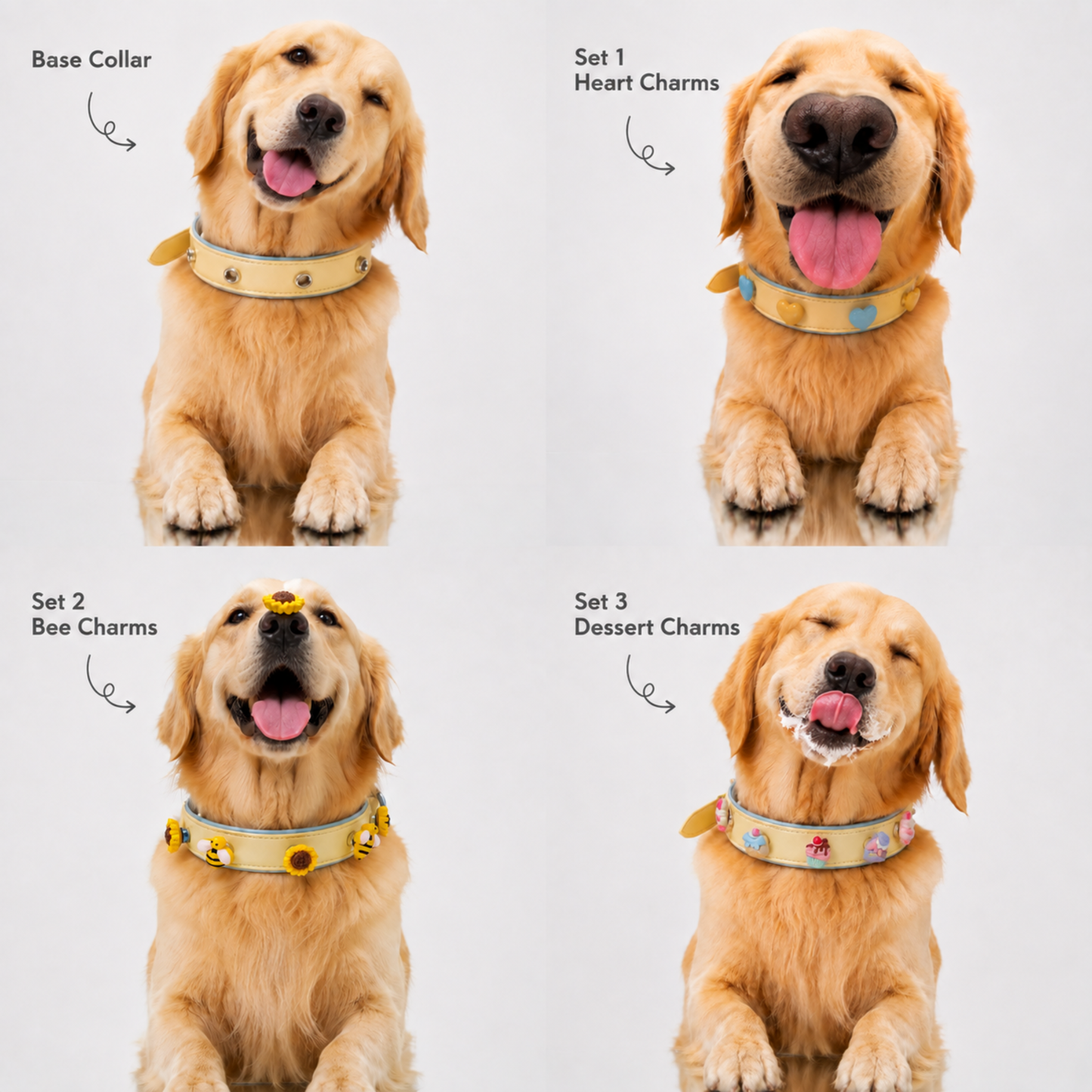 Golden retriever wearing a personalized dog collar starter kit with interchangeable charm styles including base collar and three charm collections