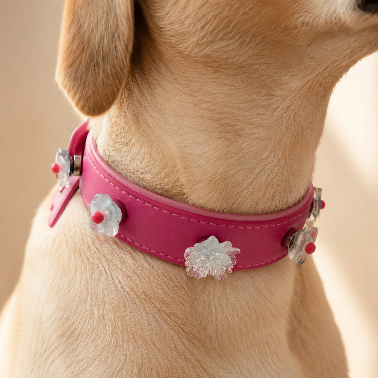 A tan dog wearing a pink leather collar decorated with interchangeable floral snap-on charms, showing a close-up view of Petiria dog collar charm styling.