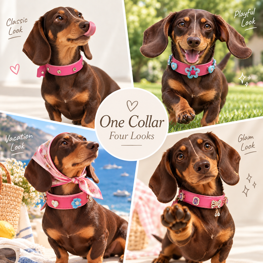Dachshund wearing a pink dog collar styled in four looks with interchangeable dog collar charms