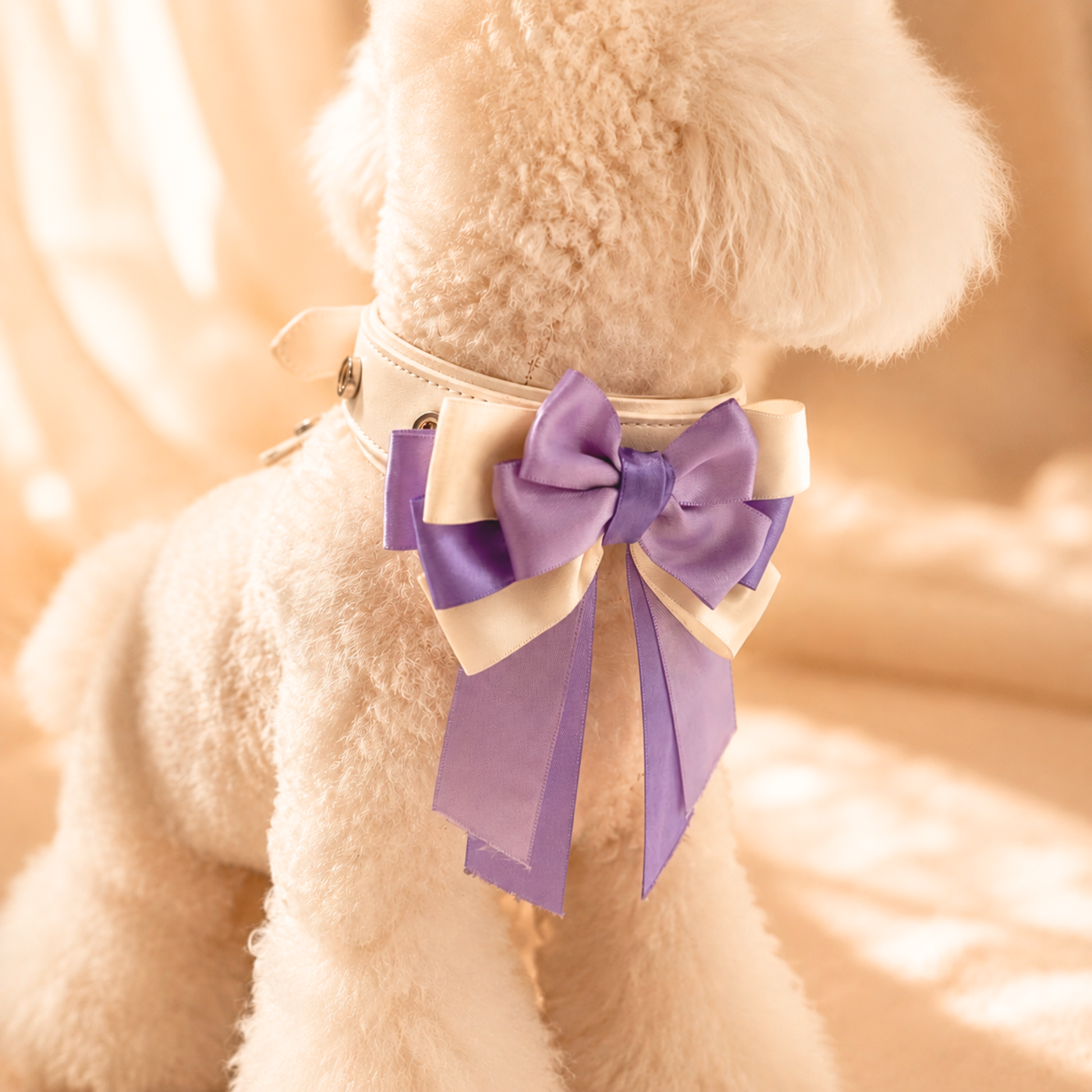 Fluffy white dog wearing a white interchangeable pet collar with a removable purple bow accessory for customizable styling