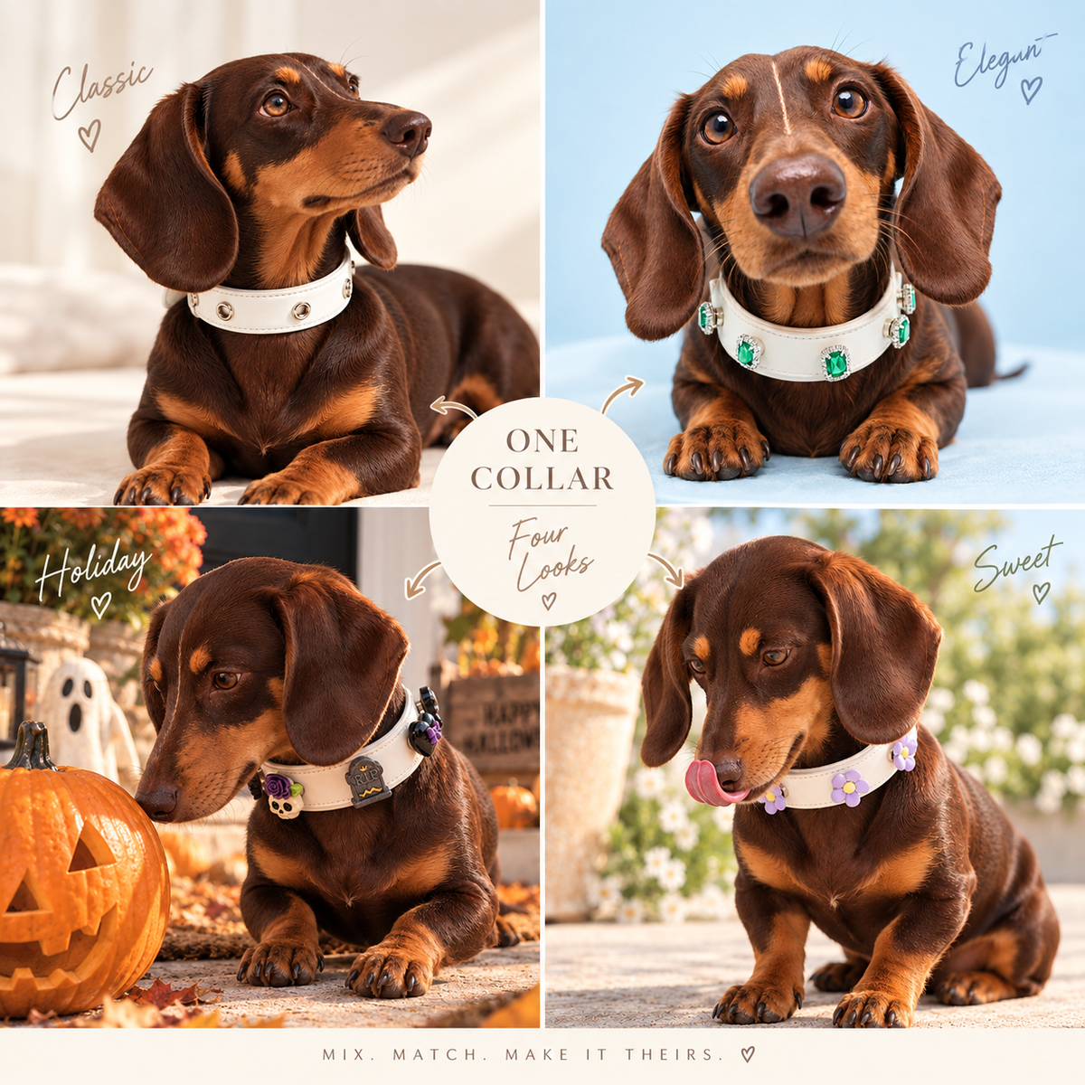 Dachshund wearing a white dog collar styled with four different interchangeable dog collar charm looks