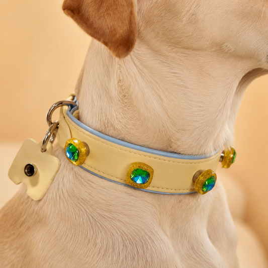 Dog wearing yellow leather collar with interchangeable snap-on crystal charms, pet fashion accessory close-up