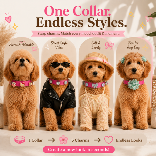 PETIRIA interchangeable dog collar charm set showing one pink dog collar styled in four different looks with interchangeable charms for different outfits and occasions.